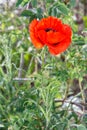 Close-up of red poppy flower in the garden Royalty Free Stock Photo