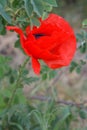 Close-up of red poppy flower in the garden Royalty Free Stock Photo