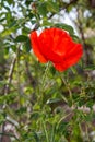 Close-up of red poppy flower in the garden Royalty Free Stock Photo