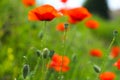 Close-up of a red poppy flower with raindrops. Royalty Free Stock Photo