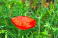 Close-up of a red poppy flower with raindrops. Royalty Free Stock Photo