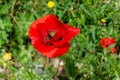 Close-up of the red poppy flower on the road to Madrid Rio, in Madrid, Spain. Royalty Free Stock Photo