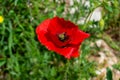 Close-up of the red poppy flower on the road to Madrid Rio, in Madrid, Spain. Royalty Free Stock Photo