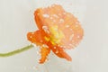 Close up of red poppy flower with water drops Royalty Free Stock Photo