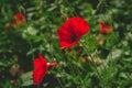 red poppy flowers dark toned ,blurred background