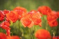 close up of red poppy flowers in a field. Field of bright red corn poppy flowers in summer. Royalty Free Stock Photo