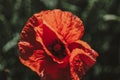 Close-up on red poppy on green bacground