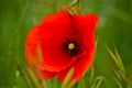 Close-up of a red poppy on a green out-of-focus background. Concept of spring