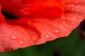 Close up of red poppy petal with water drops, selective focus Royalty Free Stock Photo