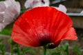 Close up of red poppy petal with water drops, selective focus Royalty Free Stock Photo