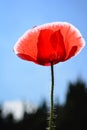 Close up red poppy shirley flower and blue sky bac Royalty Free Stock Photo