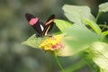 Close up of a red postman tropical butterfly Heliconius erato Royalty Free Stock Photo