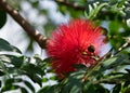 Close up Red Powder Puff Flower with Green Leaves Royalty Free Stock Photo