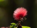 Close up Red Powder Puff Flower Isolated on Background Royalty Free Stock Photo