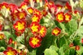 A close up of red primrose flowers of the `Victoriana Gold Lace Red` variety Primula elatior in the garden on a sunny day