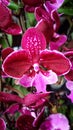 Close Up Red Purple Cymbidium Orchid Flowers blooming in the garden