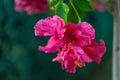 Close-up of red purple flower hibiscus with yellow stamens and pollen and blurred natural green background. Royalty Free Stock Photo