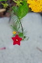 Close up of red Quamoclit pennata and yellow yarrow flower Royalty Free Stock Photo