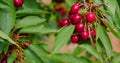 Close up of red ripe berries. Sweet cherries hang on tree. The branch sways in the light wind. Shooting close-up, macro Royalty Free Stock Photo