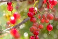 Close-up of red ripe currant branch in garden. Harvesting berries. Blurred background with bokeh