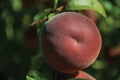 Close-up of red ripe peach stuck to leafy branch