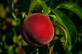 Close-up of red ripe peach stuck to leafy branch