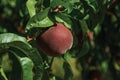 Close-up of red ripe peach stuck to leafy branch