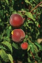 Close-up of red ripe peaches stuck to leafy branch Royalty Free Stock Photo