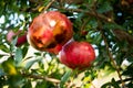 Close up of red ripe pomegranates on tree at sunset with warm orange light and green leaves, fresh fruit for healthy diet Royalty Free Stock Photo