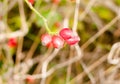 Close up of red ripe rose hips hanging on branch of shrub