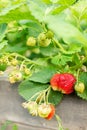 Close up of the red ripe strawberry in the garden Royalty Free Stock Photo