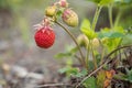 Close up of the red ripe strawberry in the garden Royalty Free Stock Photo