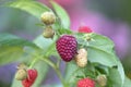 Close up of red, ripe and sweet raspberry branch Royalty Free Stock Photo