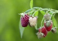 Close up of red, ripe and sweet raspberry branch Royalty Free Stock Photo