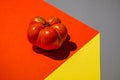 Close up of ugly red ripe tomato on abstract paper background. Royalty Free Stock Photo