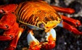 Close-up of a Red Rock Crab Royalty Free Stock Photo