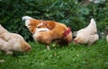 Close-up of red rooster and chickens on traditional free range poultry farm. Organic farming. Royalty Free Stock Photo