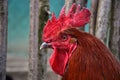 Close up of red rooster head on the traditional rural farmyard