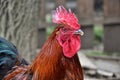 Close up of red rooster head on the traditional rural farmyard