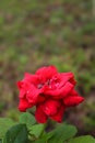 Close up red Rosa flower in the garden Royalty Free Stock Photo