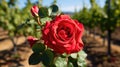 a close up of a red rose