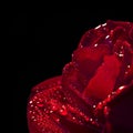 Close up of a red rose, black background Royalty Free Stock Photo