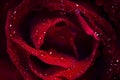 Close up of a red rose, black background Royalty Free Stock Photo