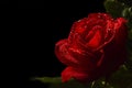 Close up of a red rose, black background Royalty Free Stock Photo