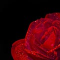 Close up of a red rose, black background Royalty Free Stock Photo