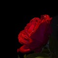 Close up of a red rose, black background Royalty Free Stock Photo