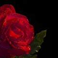 Close up of a red rose, black background Royalty Free Stock Photo