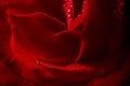 Close up of a red rose, black background Royalty Free Stock Photo