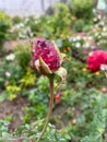 Closeup of red rose bud with water drops on it and selective focus on foreground Royalty Free Stock Photo