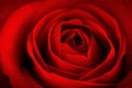 Close-up red rose Royalty Free Stock Photo